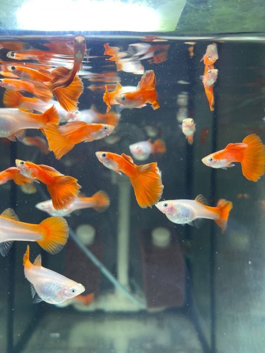 Акваріумні рибки