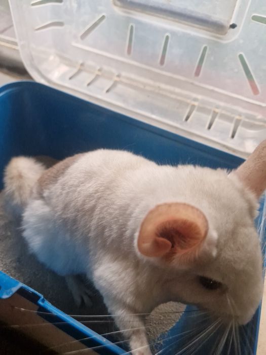 Szynszyla chinchilla samiczka 4.5 miesiąca mozaika eksteremalna