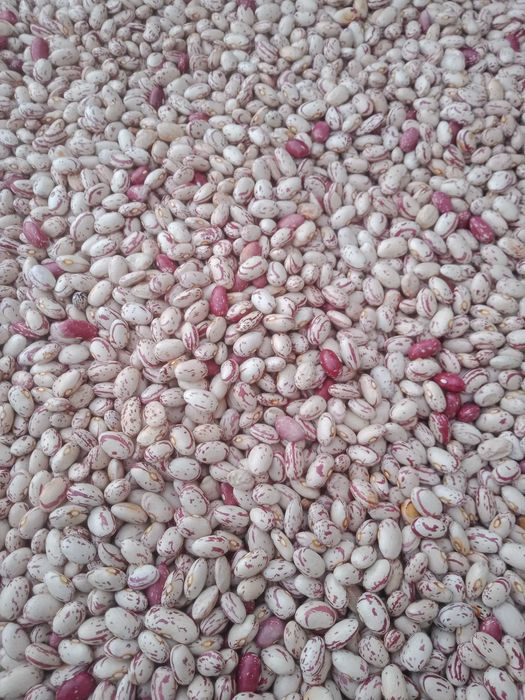 Квасоля борлотто 2025