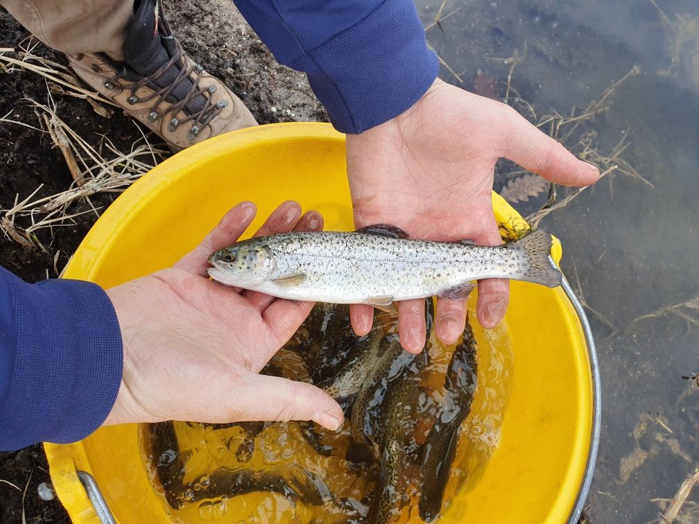 Pstrąg tęczowy hybryda stawowy  (sandacz amur karp jesiotr węgorz )