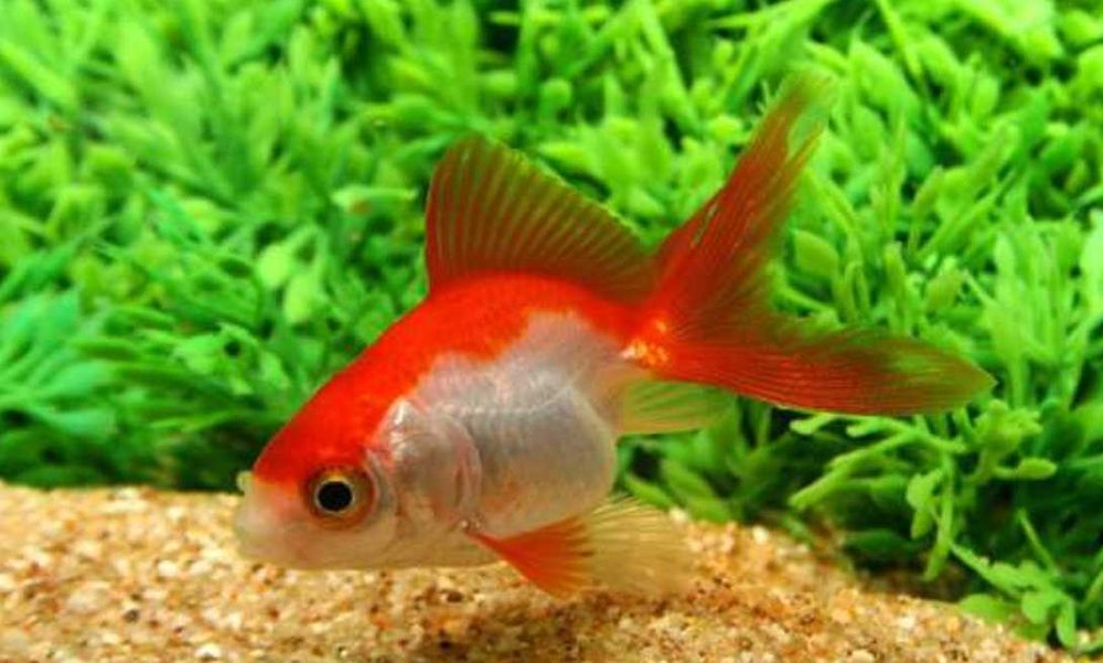 Welonka odmiana CZERWONO - BIAŁA - Welon - Carassius - dowóz, wysyłka