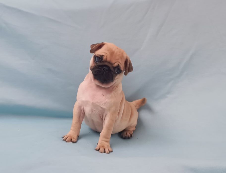 Vendo Pug Carlin fêmea raça pura