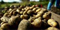 ziemniaki, buraki ćwikłowe  DOWÓZ GRATIS