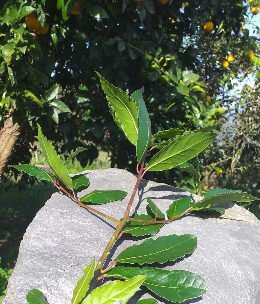 Folhas de Louro Biológico