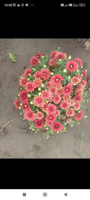 Кулькові шаровидні хризантеми