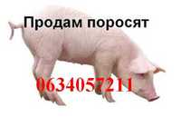 Продам малих поросят