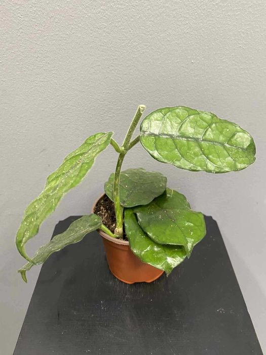 Hoya Villosa Hoja