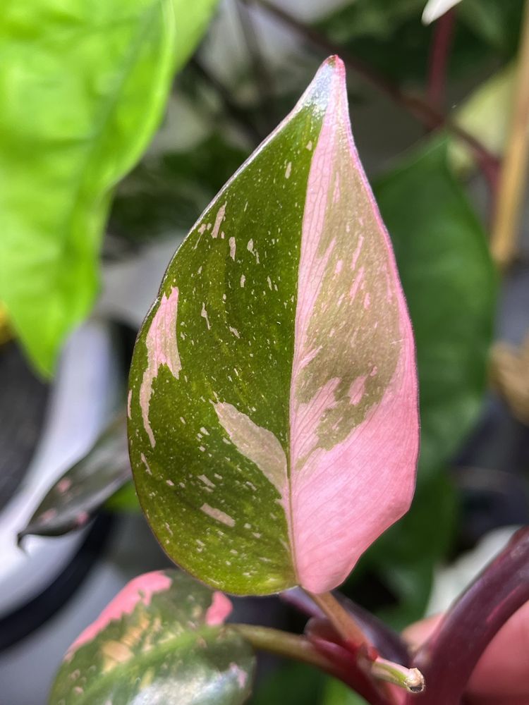 Philodendron Pink Princess szczyt ukorzeniony nie TC