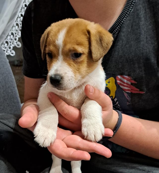 Jack russell terrier