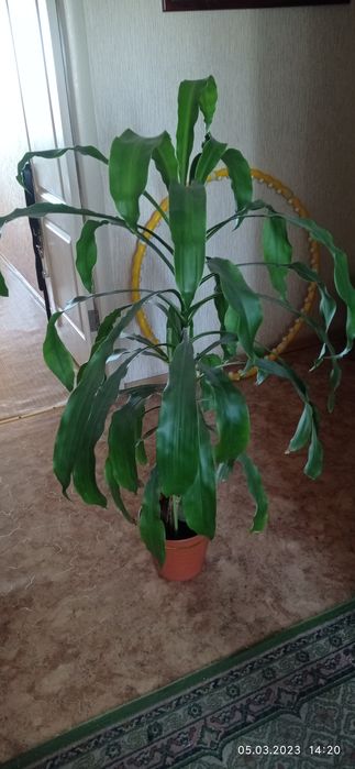 Комнатная пальма драцена