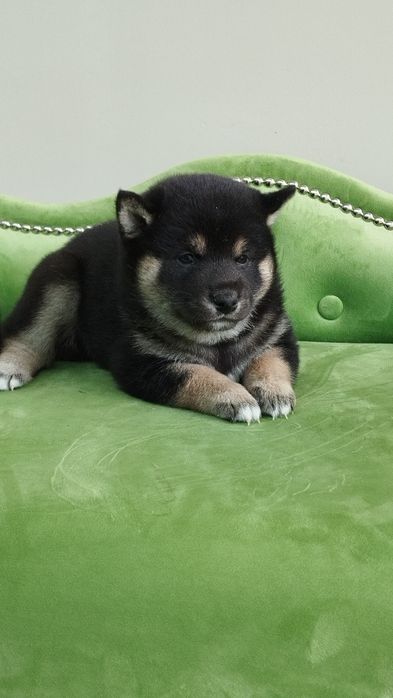 Shiba inu piękny piesek