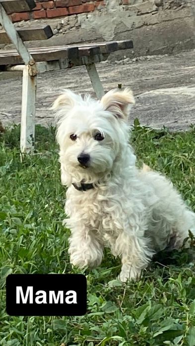 Віддам щенка в добрі руки