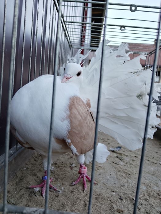 Pawiki tarczowe para