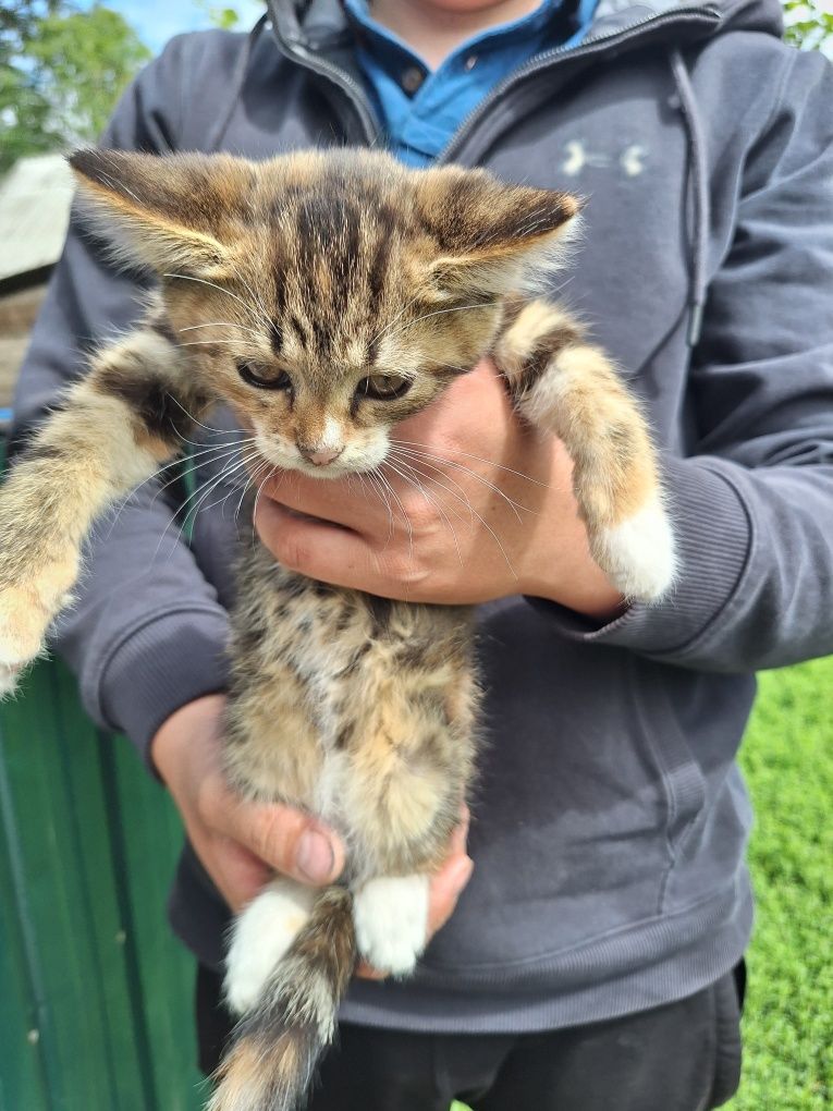 Красивезні котики шукають господаря