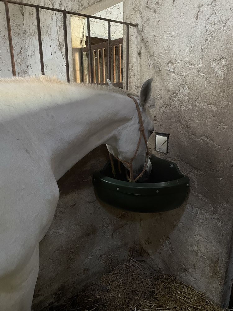 Alimentador automatico para Cavalo/Cão/Gato