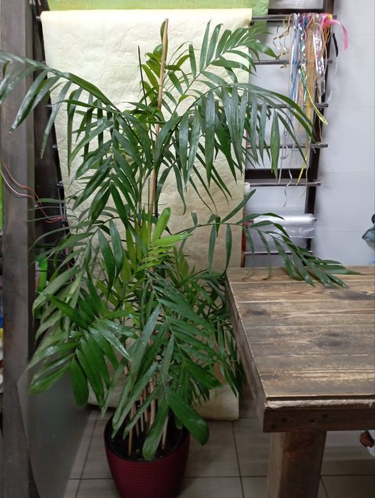 Кімнатні рослини,квіти.Хамедорія( 140 см ).Послуги: Пересадка Догляд