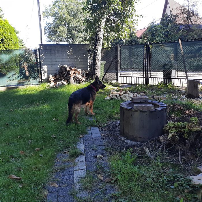 Owczarek niemiecki suczka