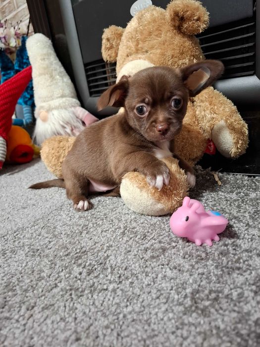 Czekoladowy chłopiec chihuahua dostępny do rezerwacji.