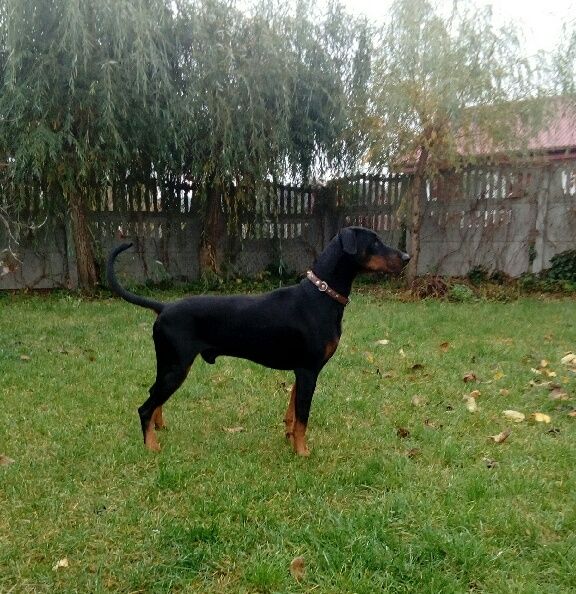 Doberman reproduktor