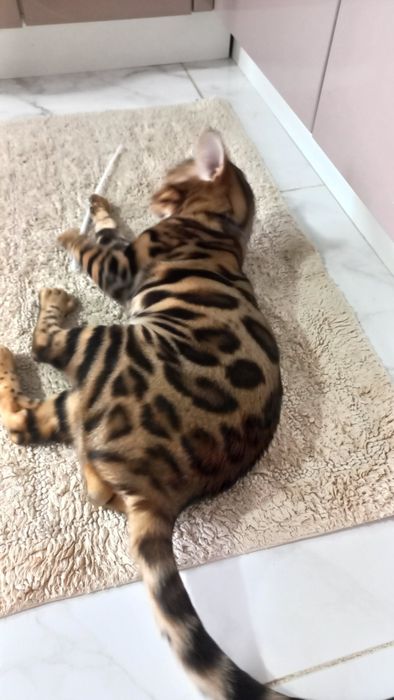 Бенгальский кот вязка