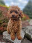 Pudel Toy red super temperament