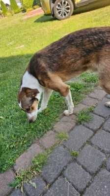 Pies piesek do adopcji