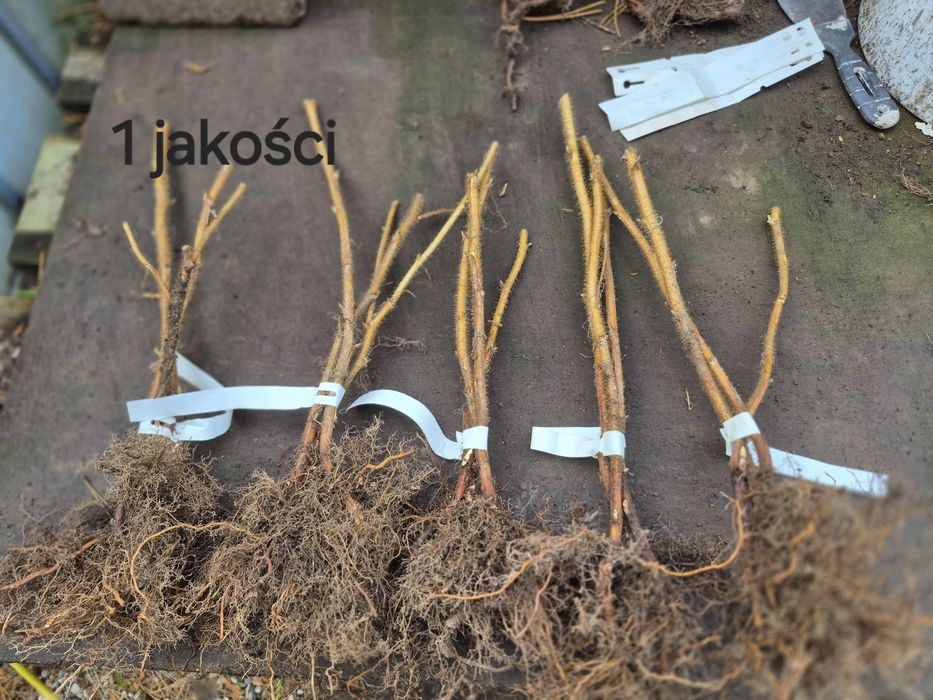 Sadzonka Malina golden queen