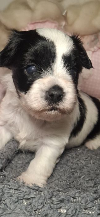 Yorkshire terrier gen merle I gold