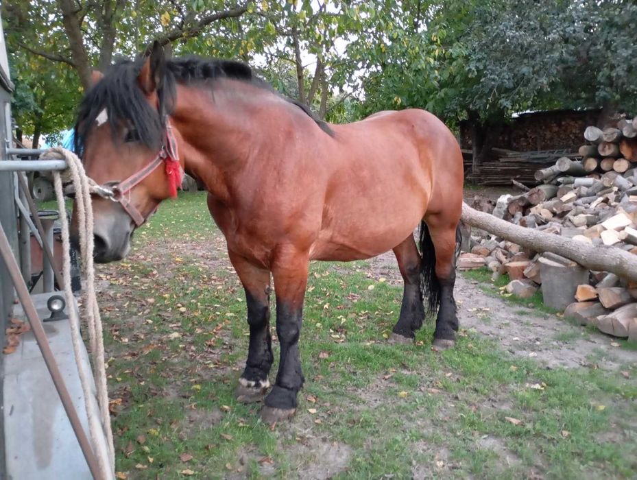 Polski Koń Zimnokrwisty klacz