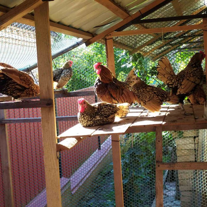 Карликові кури породи сібрайт