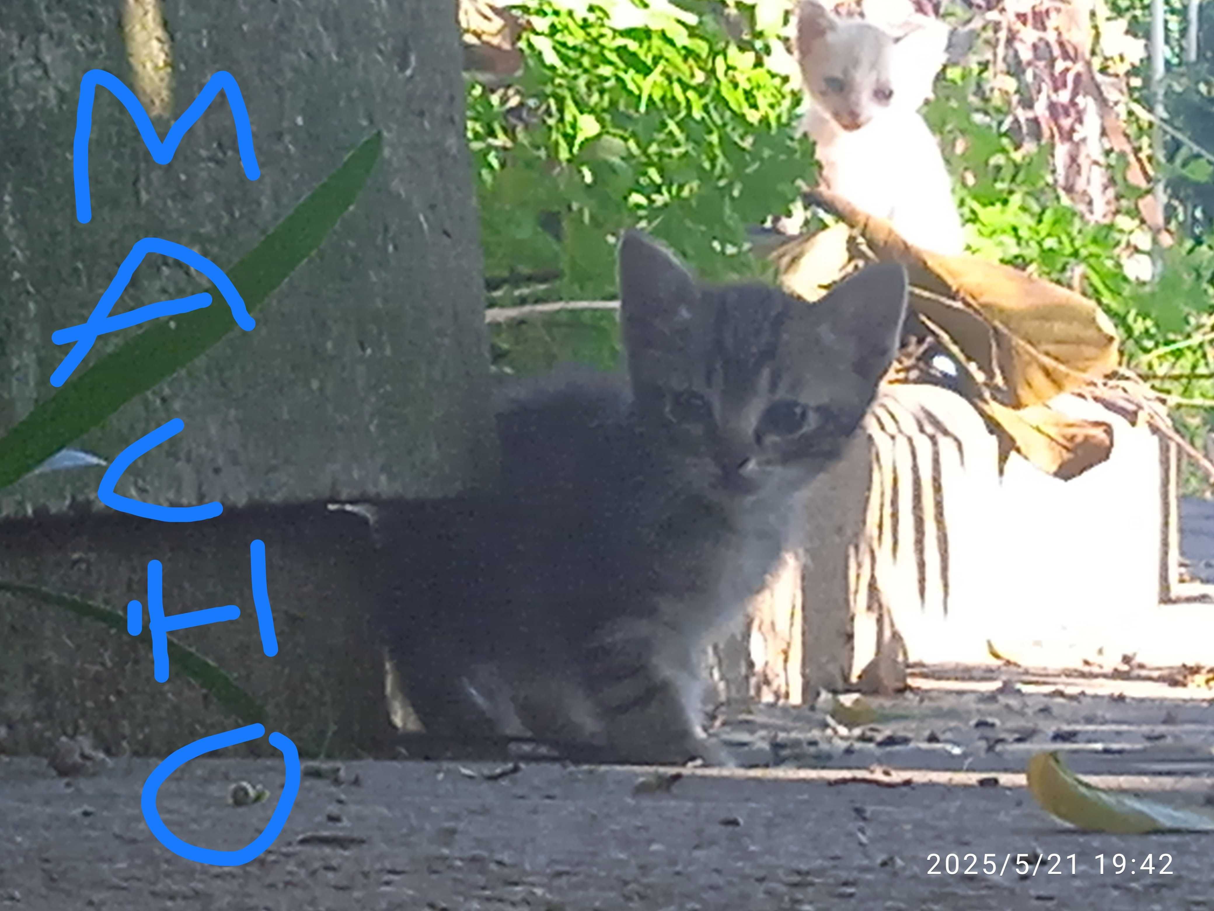 DOU gatinhos bebés meigos