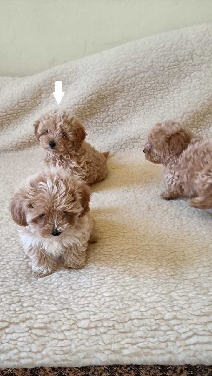 Maltipoo piesek w kolorze apricot F1