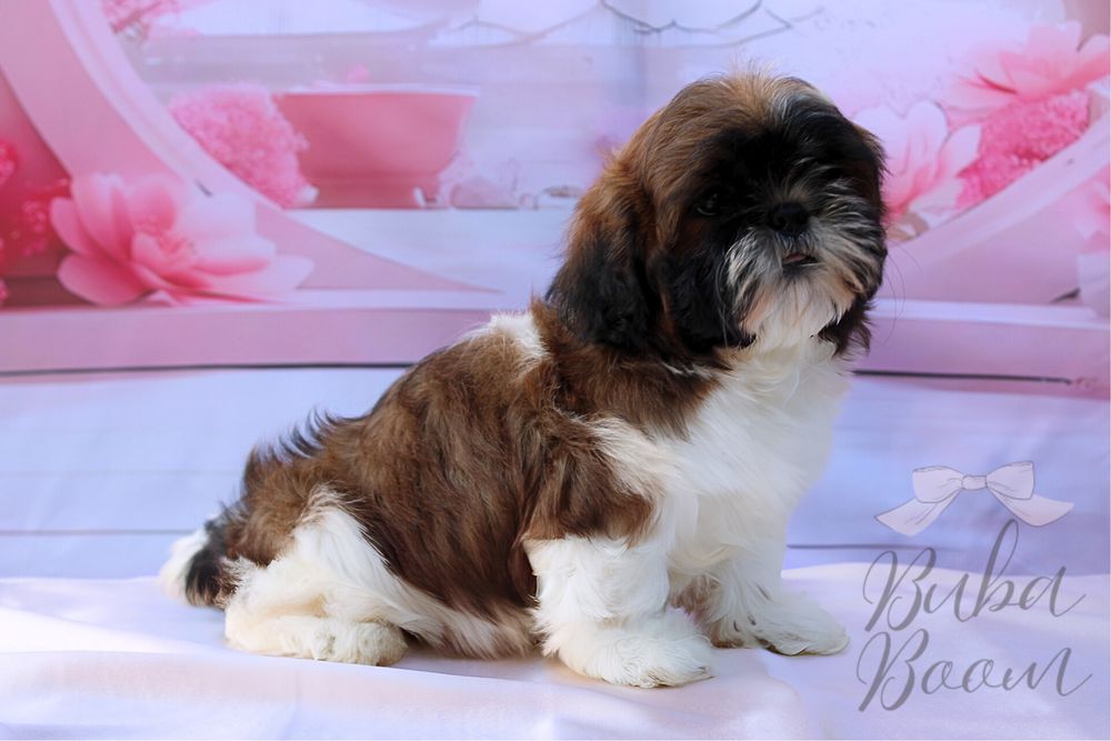 Shihtzu szczeniak