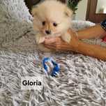 Pomeranian suczka do rezerwacji