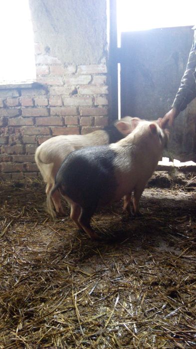 Свинки корейської породи