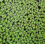 Lemna Minor - Planta de superfície para aquários e lagos