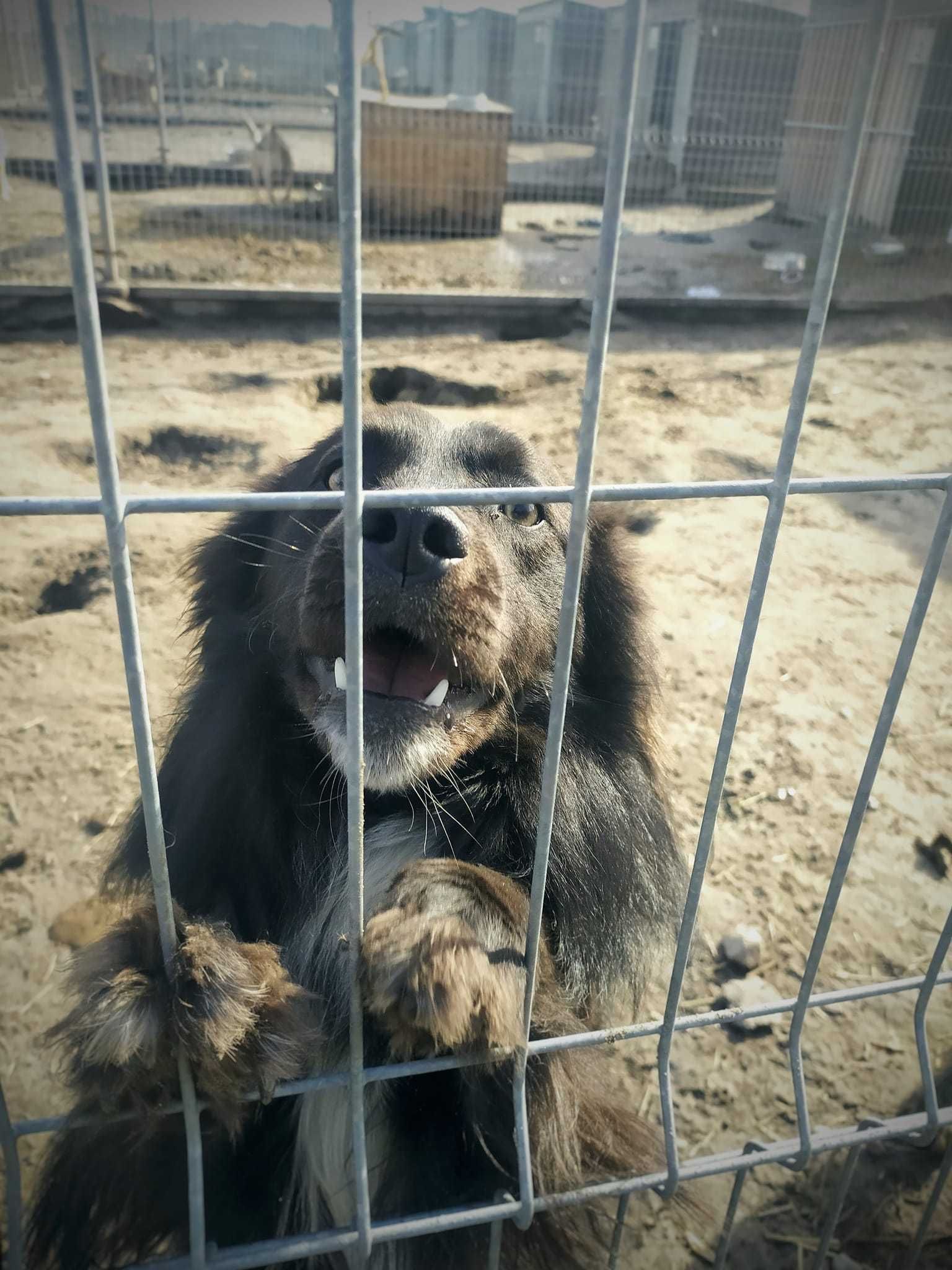 Szukamy domu dla psa czarusia