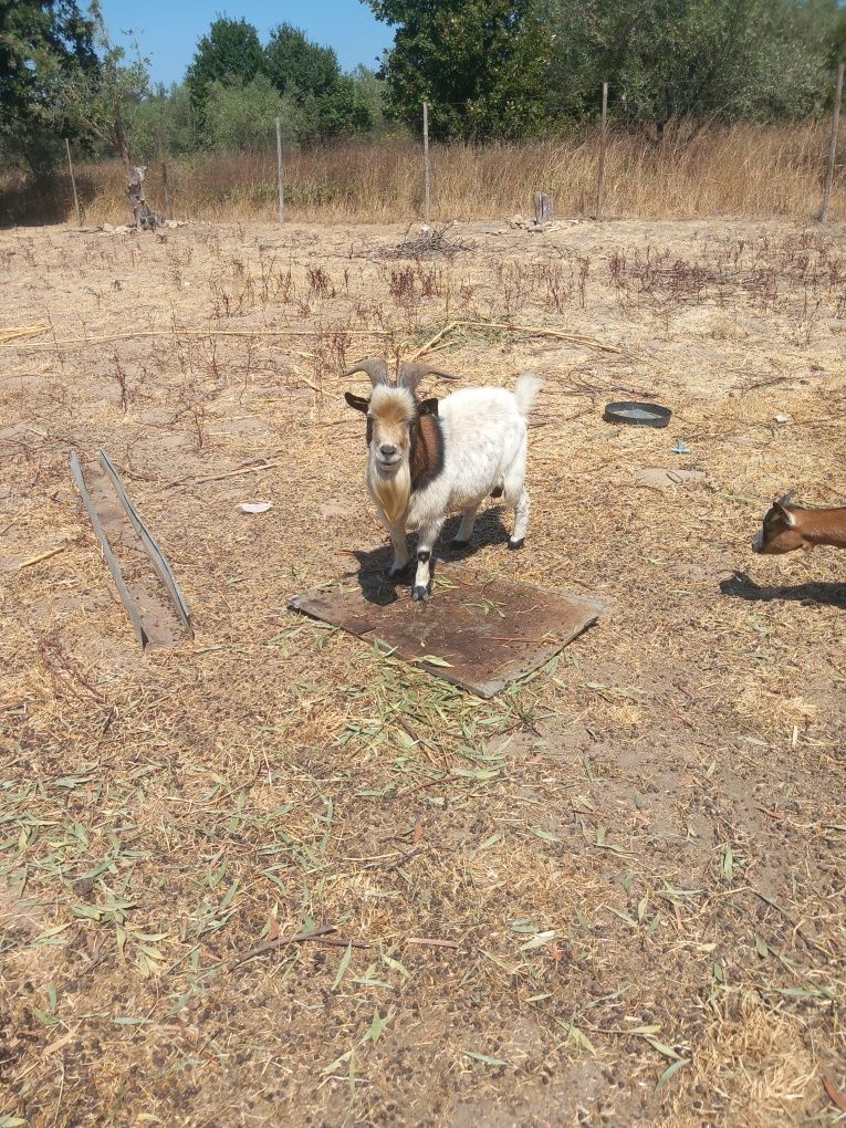 Cabras e bode raça anã para venda ou troca