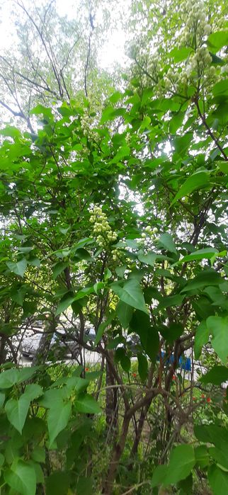 Продам саженцы сирени