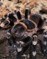 Пара самка + самец 2 см тело паука птицееда Acanthoscurria geniculata