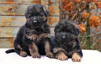 Німецька вівчарка, цуценята \ German shepherd dog puppies