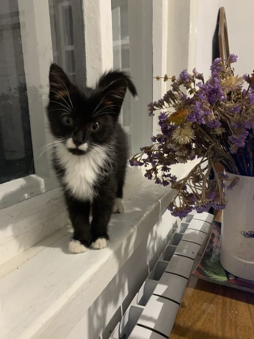 Кошенятко для дому