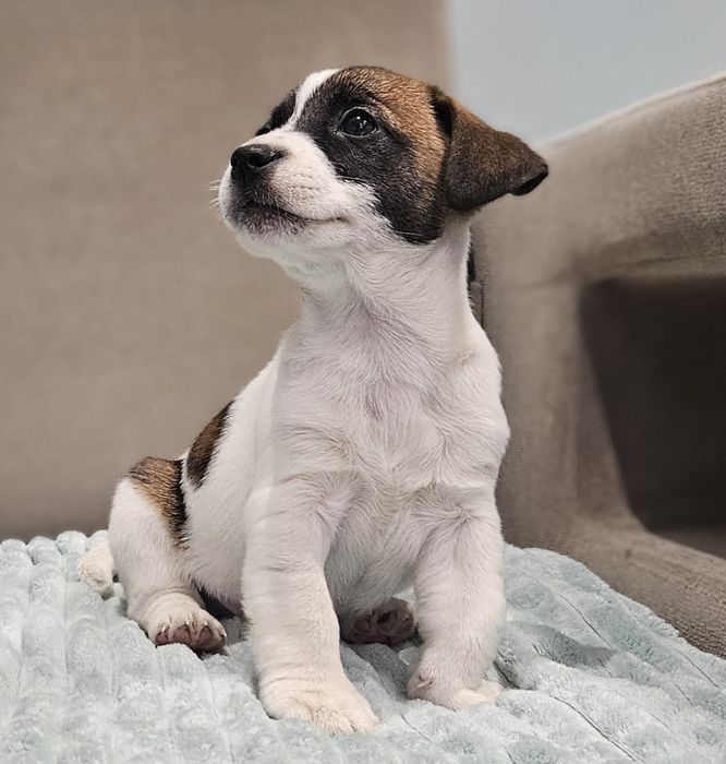 Piesek jack russell ZKwP FCI