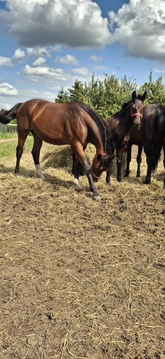 Klacz Śląska Ksiega Główna