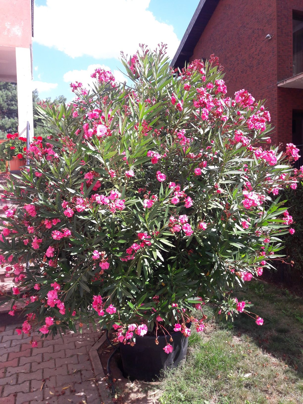 Oleander  Różowy Pełny. Cudownie pachnący.