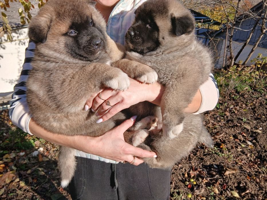 Американська акіта готові до замовлення