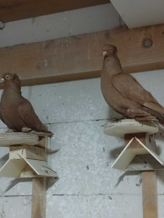 Gołębie ozdobne wywrotki, maściuchy, bociany