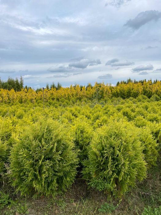 Tuja szmaragd 220cm PRODUCENT‼️ wysokie tuje szmaragd i brabant