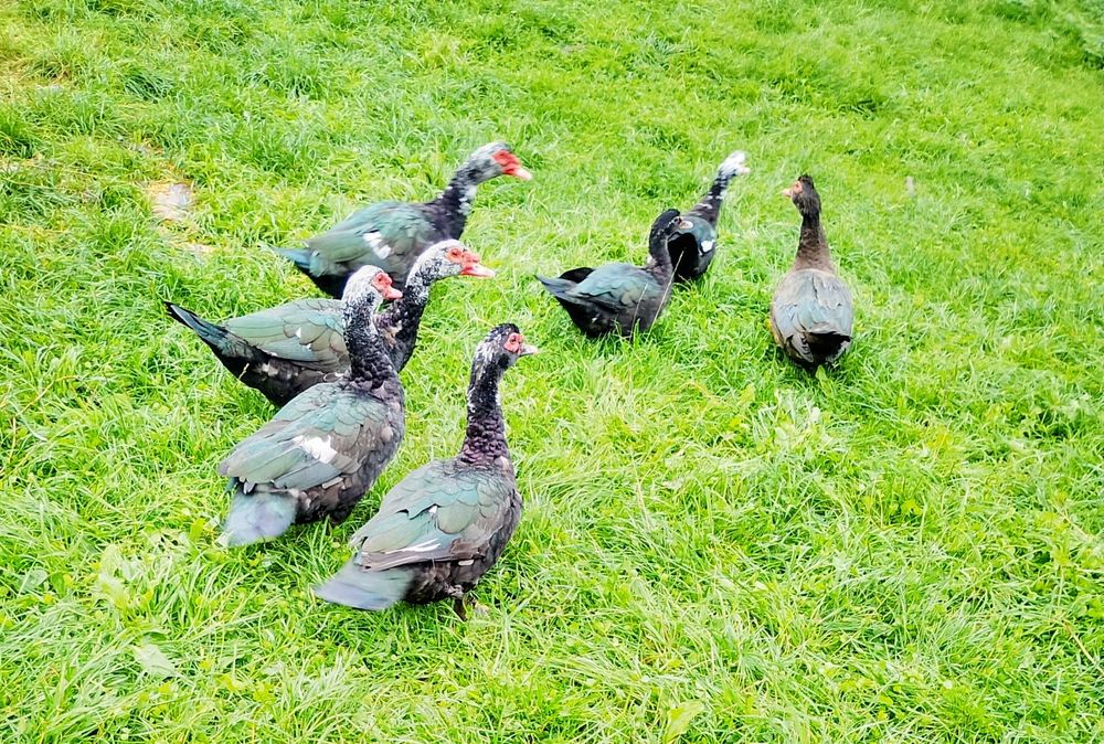 Duże kaczory francuskie