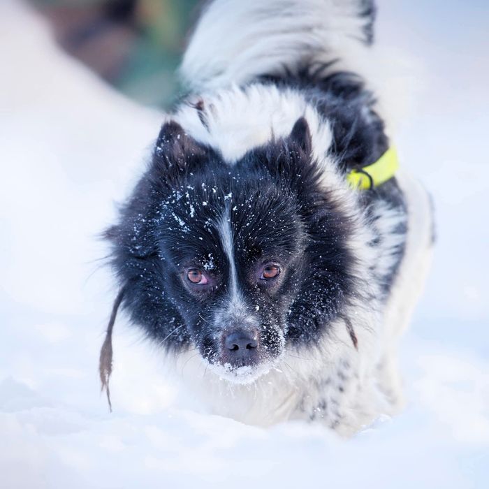 Szczepan, psiak w typie szpica do adopcji